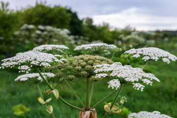 Close-up of cow parsnip in bloom in lush green field