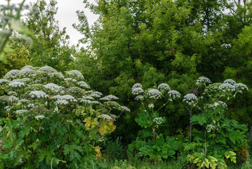 Dense green forest with tall giant hogweed plants and lush foliage