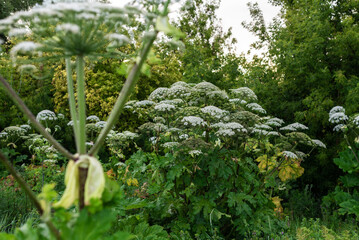 Dense greenery with giant hogweed and lush foliage in garden setting