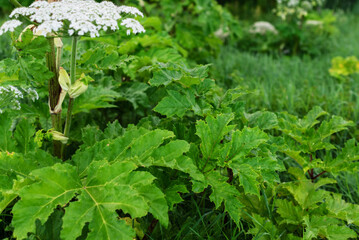 Lush green foliage and white flowers in a vibrant garden setting, Giant hogweed 