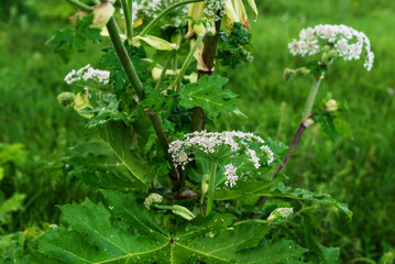 Close-up of giant hogweed with white flowers in green field