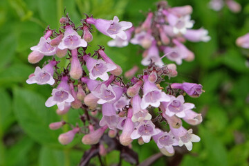 Pink Penstemon, beard tongue ‘Dark Towers’ in flower.