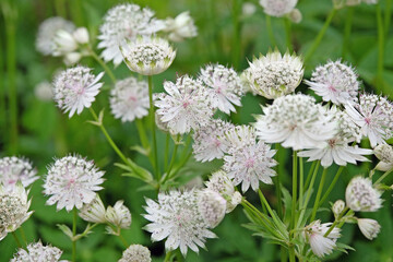 White Astrantia major, masterwort  ‘shaggy’ in flower.