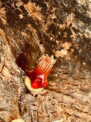 flower of the tree known as jicaro in Nicaragua, scientific name is Crescentia alata.