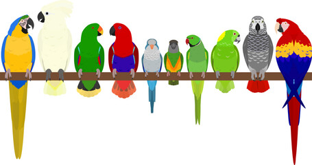 popular parrots in a row