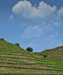 Small valley between two slopes of wine vine plantations, Douro demarcated region in northern...