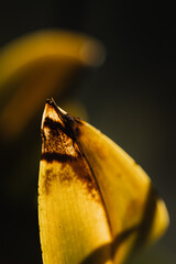 Macro close-up on a withered, yellow-brown leaf, with visible details of texture and damage, blurred shadows in the background