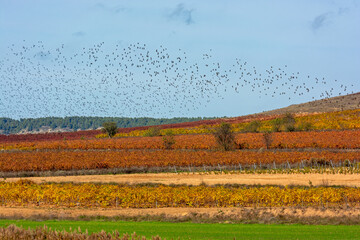 Thousands of starlings in synchronized flight at sunset