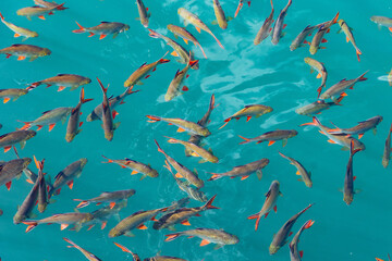 Fish farm in turquoise waters, beautiful blue lake view Cheow Lan Lake
