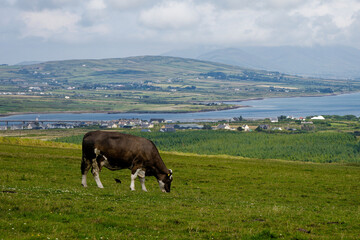 cows in the meadow