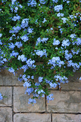 Colorful plants in a Mediterranean garden. Selective focus.