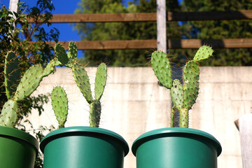 Colorful plants in a Mediterranean garden. Selective focus.