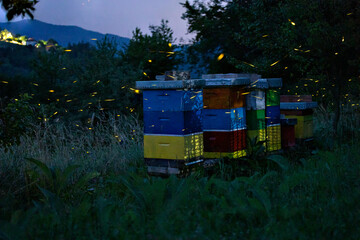 Bee hives in the field in the evening with fireflies insects flying around. Village, rural summer...