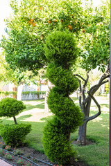 Spiral topiary and lush orange tree in sunlit garden setting