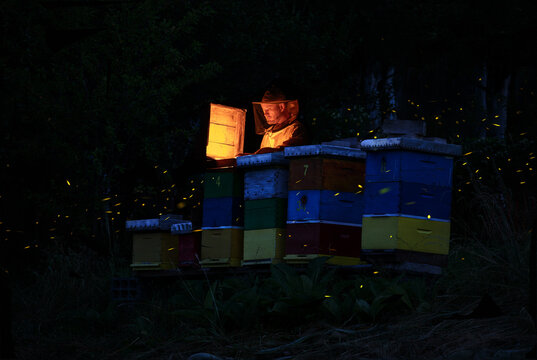 Funny creative summer night concept. A beekeeper opens a bee box in the night while fireflies flies around. Golden light glows from the box. 