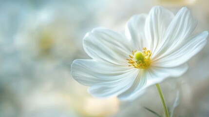 White flower closeup soft background