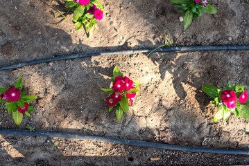 Vibrant pink flowers growing in garden with irrigation system