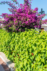 Vibrant bougainvillea blooming above green hedge on a sunny day