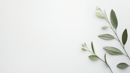 Delicate greenery arrangement on white background