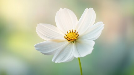 Soft white flower in natural light