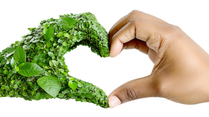 Human and Nature Hands Doing Heart Gesture Isolated on White and Png Transparent Background