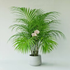 Fototapeta premium A photograph of a stately Areca palm tree in a rustic terracotta pot against a crisp white backdrop 