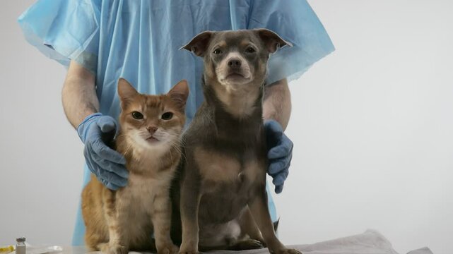 A ginger cat and a cute little dog at a veterinarian's appointment. Vetclinic
