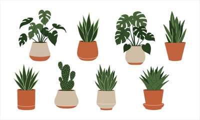 Monstera and Cactus in Multiple Pots