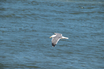 Über Wasserfläche Fliegende Silbermöve