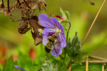 Bee #2
