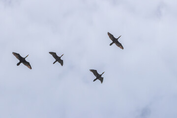 birds in flight