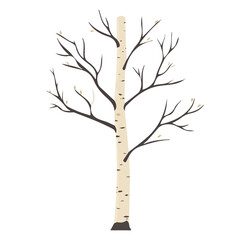 My A Simple flat 2D illustration birch tree isolated on transparent background, vector, flat design, animation design, simple flat 2D icon, clipart, flat 2D vector