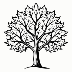 Obraz premium maple tree with roots