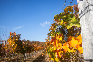 Vineyard in Autumn with Ripe Grapes on Vine