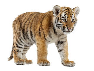 Fototapeta premium Cute Tiger cub isolated on a transparent or white background