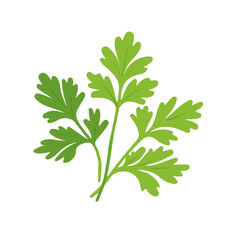 My A Simple flat 2D illustration green parsley leaves isolated on transparent background, vector, flat design, animation design, simple flat 2D icon, clipart, flat 2D vector, design by me. vector icon