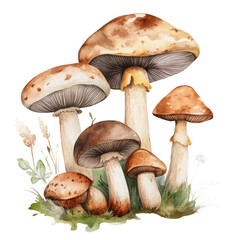 Mushrooms watercolor illustration isolated on transparent background for botanical, cooking, or foraging content.