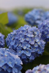 Blue Hydrangea flower, Rhode Island