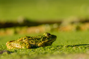 Frog resting in water. Pool frog sitting. Pelophylax lessonae. European frog.