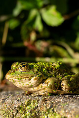 Frog resting in water. Pool frog sitting. Pelophylax lessonae. European frog.