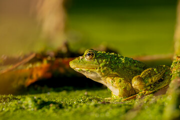 Frog resting in water. Pool frog sitting. Pelophylax lessonae. European frog.