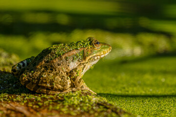 Frog resting in water. Pool frog sitting. Pelophylax lessonae. European frog.