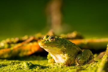 Frog resting in water. Pool frog sitting. Pelophylax lessonae. European frog.