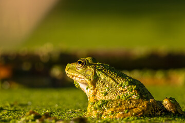 Frog resting in water. Pool frog sitting. Pelophylax lessonae. European frog.