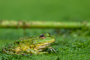 Frog resting in water. Pool frog sitting. Pelophylax lessonae. European frog.