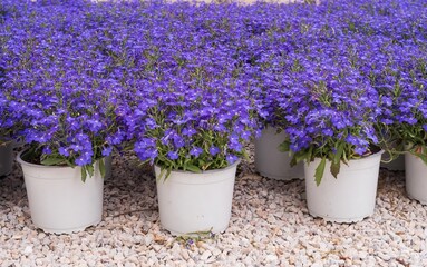 Decorative purple lobelia flowers in garden pots on gravel soil. Landscape design. Floral background