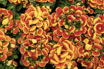Bright yellow and red calceolaria flowers in full bloom. Floral nature background.
