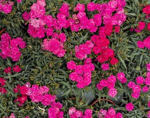 Bright pink carnation flowers blooming in garden pots, top view