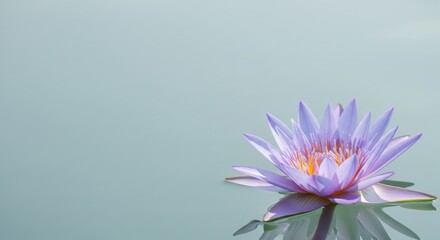 Serene lavender lotus bloom on calm water surface