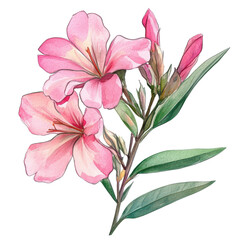 Oleander flower vector watercolor isolated illustration for botanical projects and floral prints.
